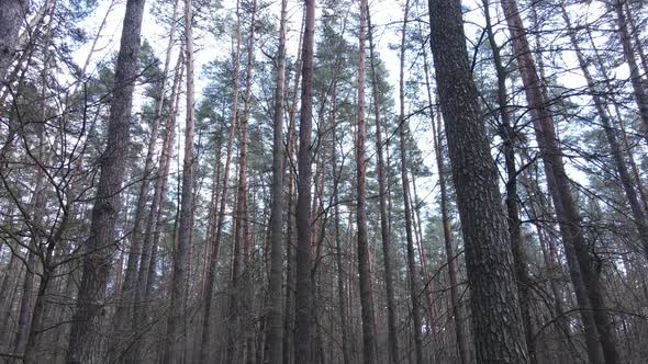 Trees in a Pine Forest During the Day Aerial View