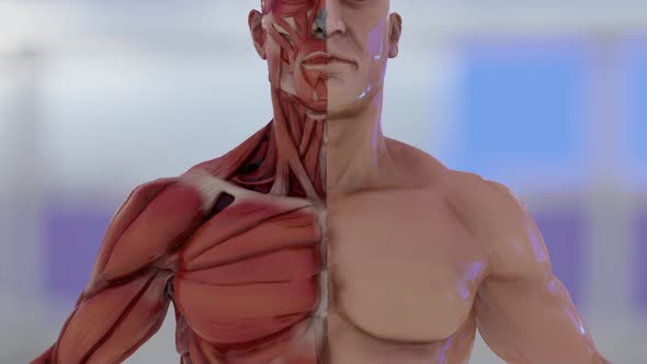 Anatomy of Male Chest Muscle Structure