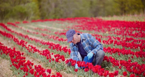 Farmer Examining Red Tulips at Flower Plantation Field. Tulips Plantation.