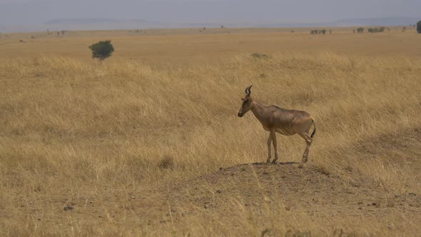 Cokes hartebeest in the savannah