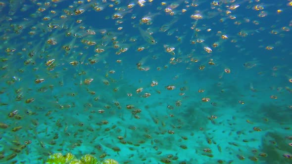 Underwater Glassfish with Blue Water Background