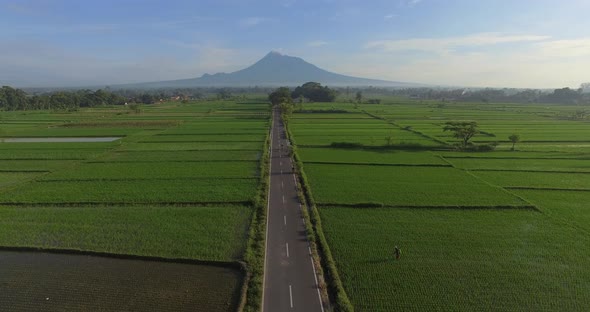 Aerial agriculture in rice fields