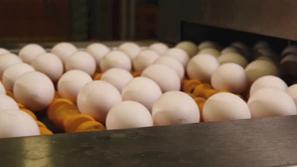 White Eggs on conveyor belt in farmer factory slowing down