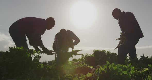 Men working on farm