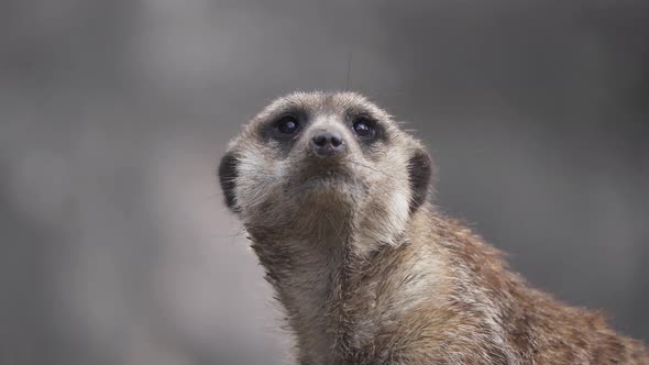 Close up of a south african suricate looking around in state of alert in its natural habitat. Slow m