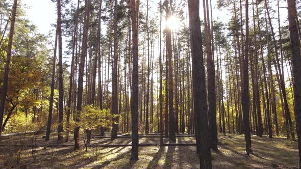 Forest with Trees in the Fall During the Day