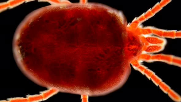velvet Acari (mite) Trombidiidae under a microscope, order Prostigmata. alt