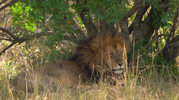 Lion lying under a tree