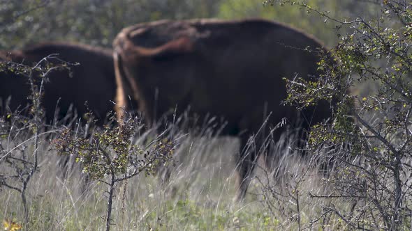 European bison bonasus grazing in a grassy steppe, windy, Czechia.