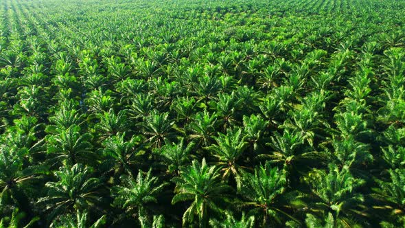 Aerial drone video of palm oil plantation