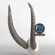 Stylized animal horns - 3DOcean Item for Sale