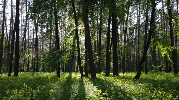 Wild Forest Landscape on a Summer Day