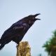 Crows Cawing Sound