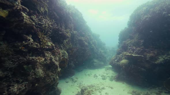 Coral Reef on Sea Bottom Underwater View. Shooting While Deep Diving in Ocean Water. Underwater