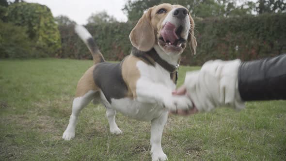 Closeup of Faithful Beagle and Unrecognizable Woman Shaking Paw