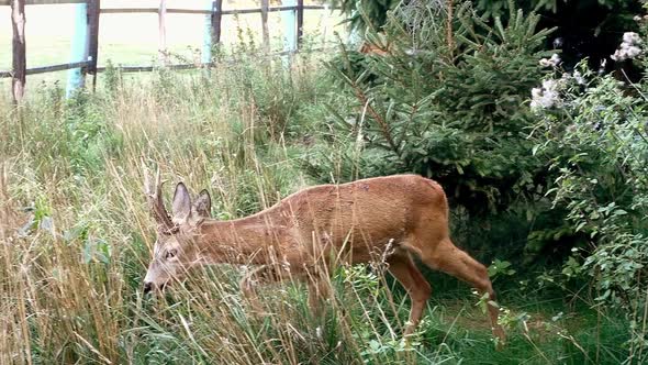 Beautiful Deer Walking in Green Thicket Near Green Bushes and Plants