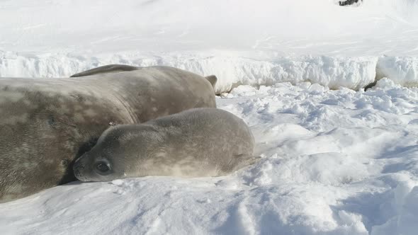 Antarctica Weddell Seal Family Rest on Snow