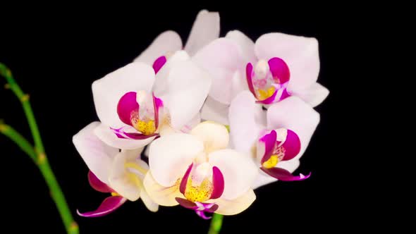 Blooming White Orchid Phalaenopsis Flower