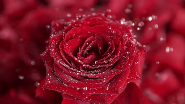 Super Slow Motion Shot of Rotating and Splashing Red Rose Bloom at 1000 Fps