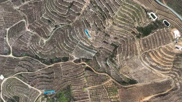 Dry Banana Plantations Aerial View 4 K Alanya Turkey