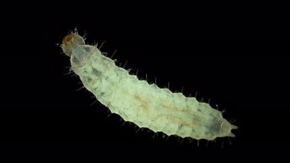 Wormlike Larva of an Unknown Beetle Under a Microscope Order Coleoptera