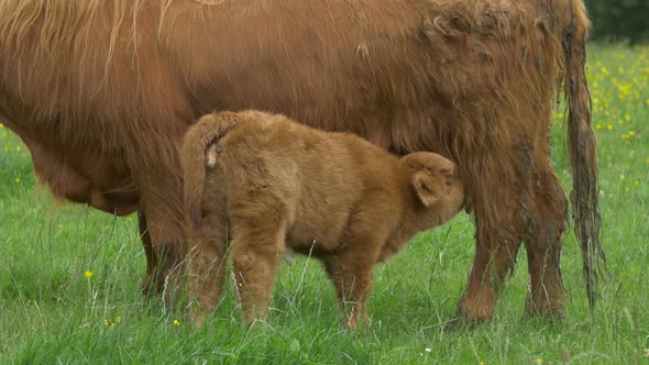 Scottish Highland calf and cow on a field 