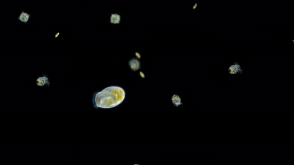 Plankton under a microscope, video: ciliates Bursaria, Halteria sp., Algae Cryptophyta