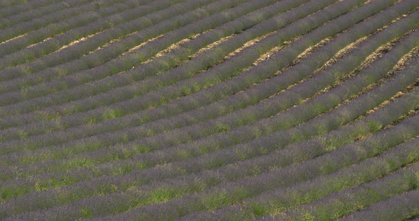 Field of lavenders,Ferrassieres, Provence, France