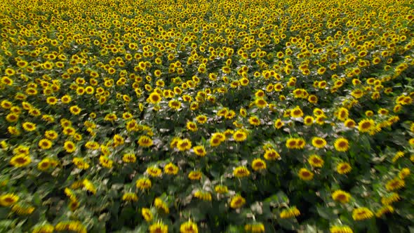 Bright yellow sunflower field, blooming oilseed flowers, harvest season, soft evening light.