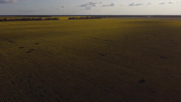 Large Sunflower Field