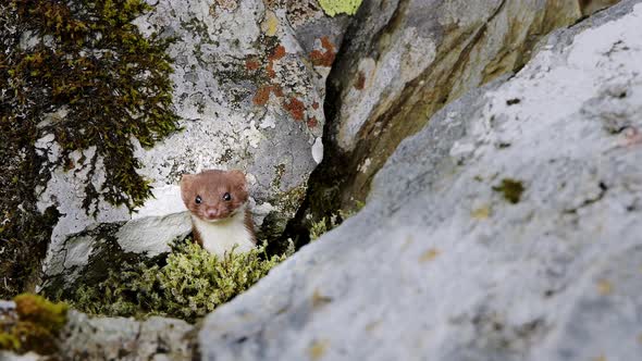 A Cute Weasel Comes Out From The Hole Between Rocks In Snowdonia National Park In Gwynedd, United Ki