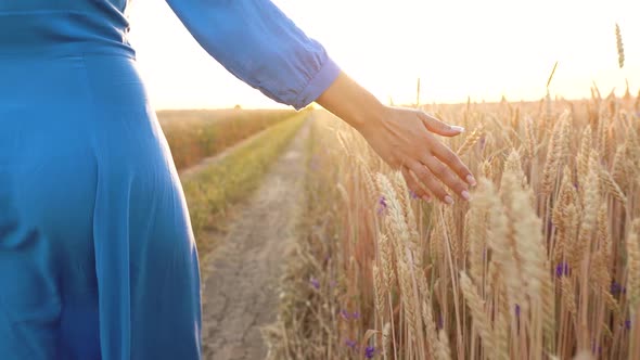 Female Hand Touching Wheat on the Field in a Sunset Light