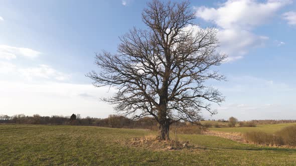 Oak Tree