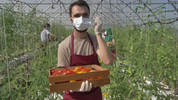 Man Farmer Taking Off Mask After Tomato Harvesting