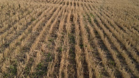 Sheared Wheat