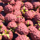 Raspberries Transition - VideoHive Item for Sale
