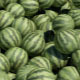 Watermelon Transition - VideoHive Item for Sale