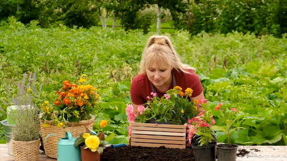 Woman Plant Flowers in the Garden