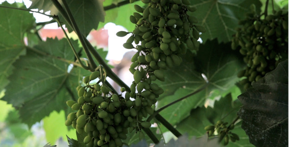 Fresh Green Grapes in Nature