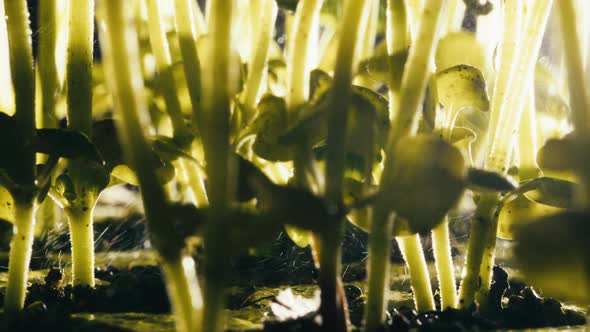 Basil Plants Seen From the Stem Close to the Ground