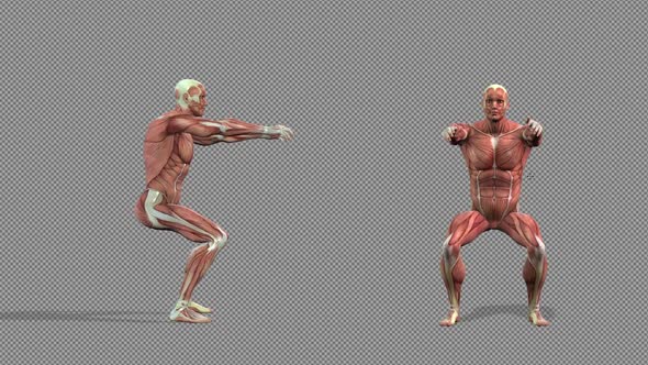 Muscle Anatomy Air Squat Pack