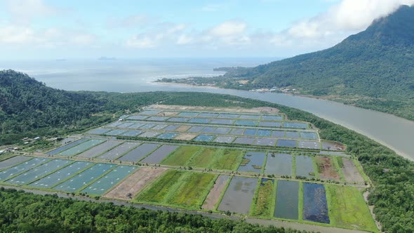 Prawn Fish Farm Aerial