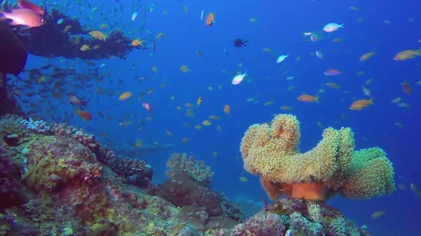 Beautiful Soft Coral and Glassfish