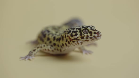 Leopard Gecko Standard Form Eublepharis Macularius on a Beige Background