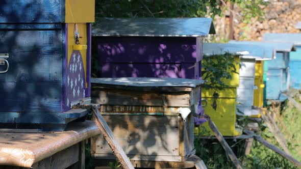 Beehives on a hot summer day