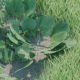 Coltsfoot plant - 3DOcean Item for Sale
