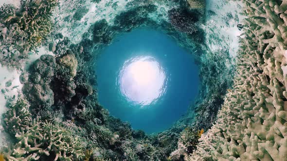 Coral Reef and Tropical Fish. Panglao, Philippines.