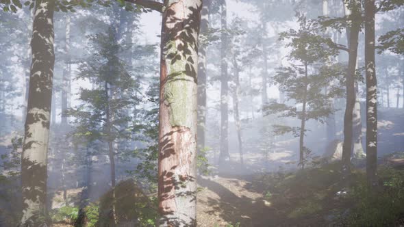 Panoramic View of the Majestic Forest in a Morning Fog