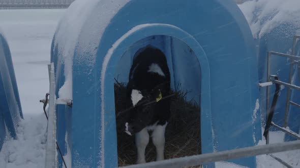 Cute Calf in Plastic Shed