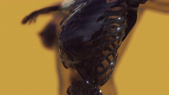 Homan Skeletal System in Transparent Body alt